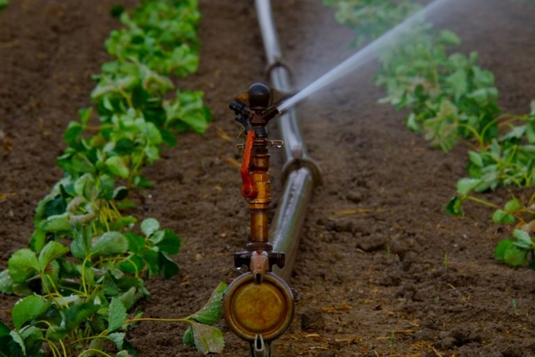 La gestione sostenibile della risorsa idrica in agricoltura. Giornata di studio il 19 marzo a Roma