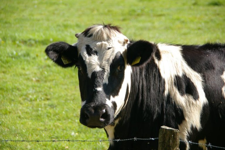 Giornata della Bovina da Latte.  Il 6 dicembre a Campogalliano