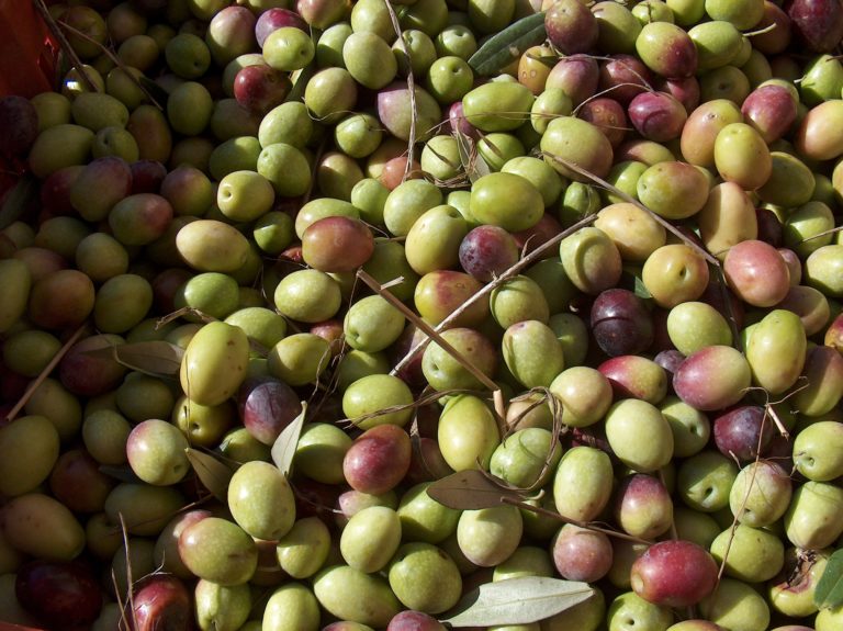 Poche piogge nel senese, raccolta delle olive anticipata e meno olio