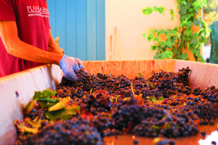 Vendemmia in Sicilia. Dopo la “vampa d’agosto” un settembre positivo per Planeta