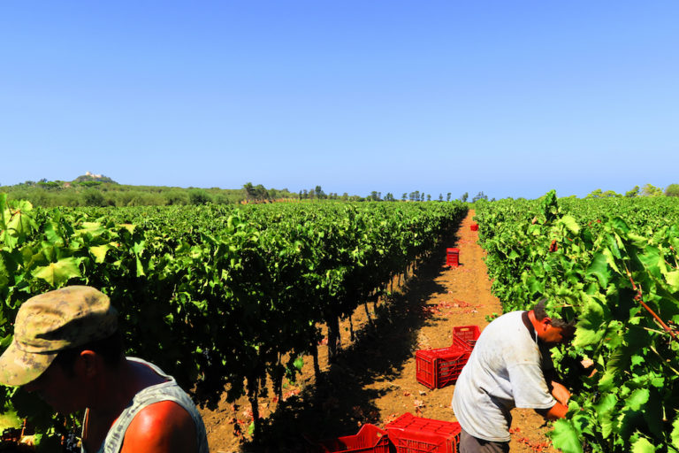 Vendemmia alle porte. Vigneti in buono stato, decisivo il clima di agosto