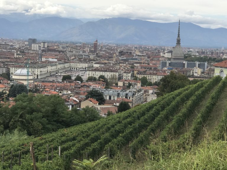 Grapes in town. A Torino nel si vendemmia nel weekend