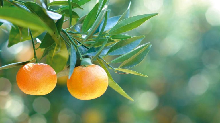 Clementine di Calabria IGP. Gusto e benessere nel segno della qualità