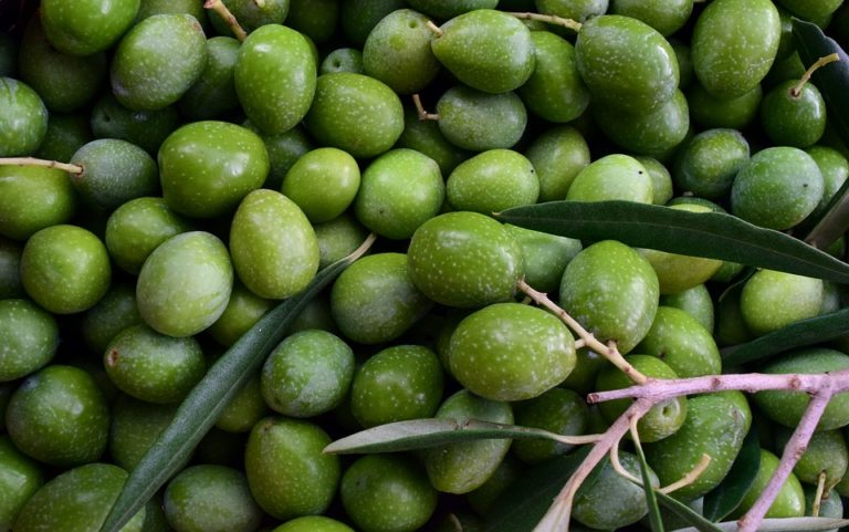 Olivicoltura mondiale. Il patto Spagna – Tunisia mette all’angolo l’olio italiano. Sicolo (Italia Olivicola) scrive a Centinaio e Moavero per tutela Made in Italy