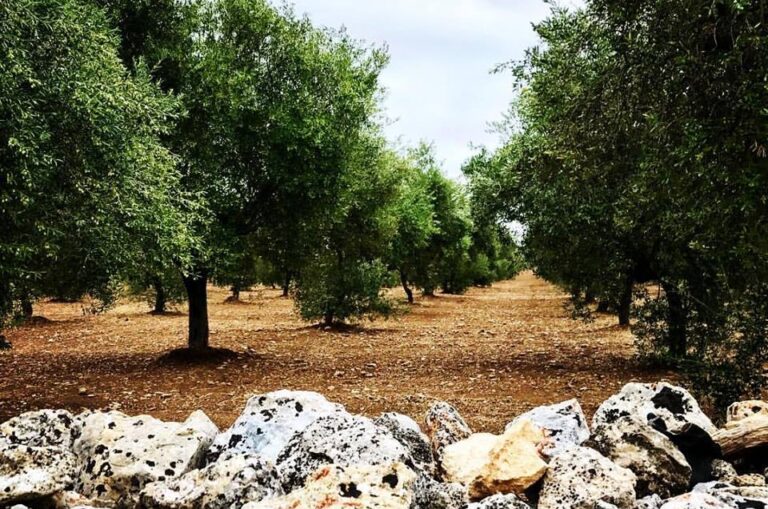 Xylella. Fermarla in Puglia vuol dire salvaguardare patrimonio italiano secondo Unaprol