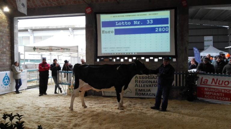 Bovine allevate. Successo per la prima asta del Comprensorio del Parmigiano Reggiano