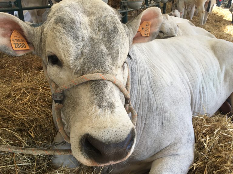 Innovazione e zootecnia. Agriumbria festeggia la 50esima edizione dal 6 all’8 aprile 2018