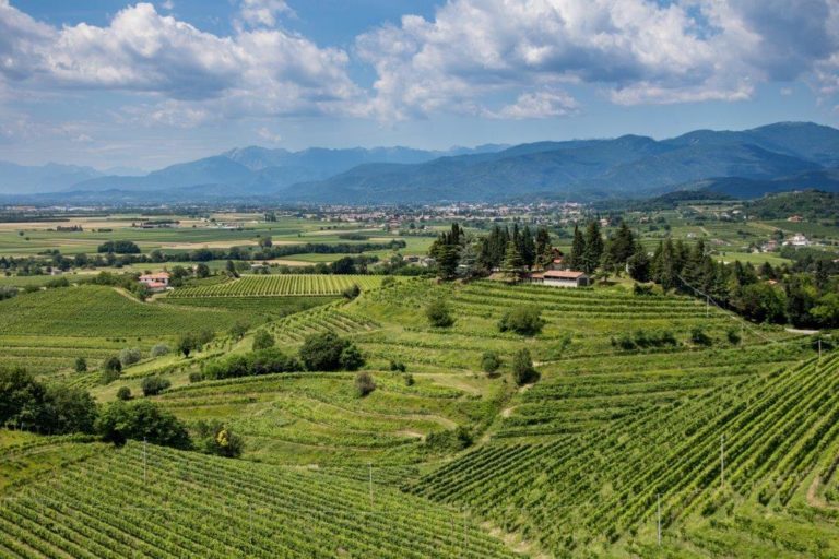 Friuli Colli Orientali e Ramandolo. Annata viticola buona, ma con effetto gelo