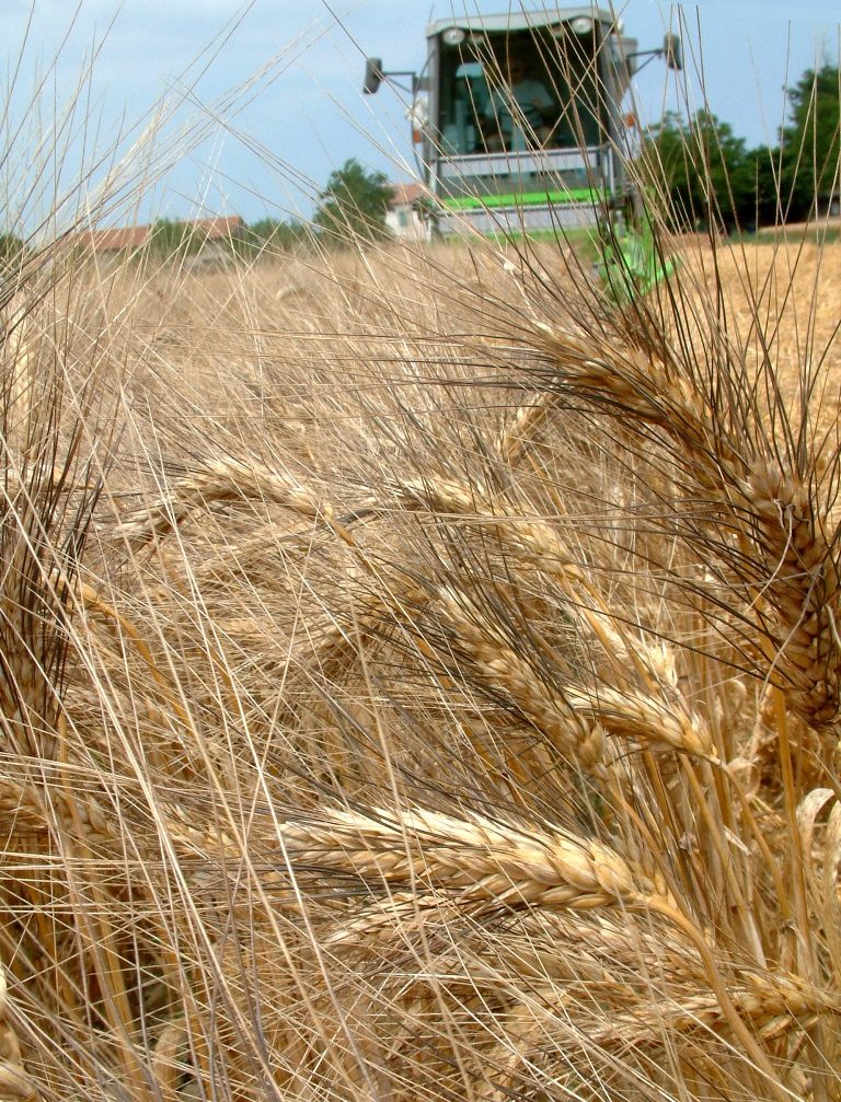 Grano duro. Anche Assosementi aderisce al Protocollo d’intesa della filiera