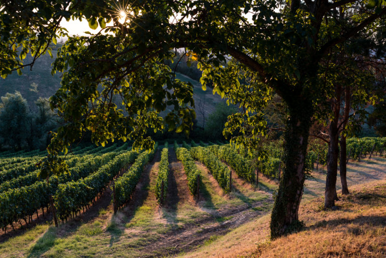 Innamorati del terroir. Visite e degustazioni guidate a Monte delle Vigne