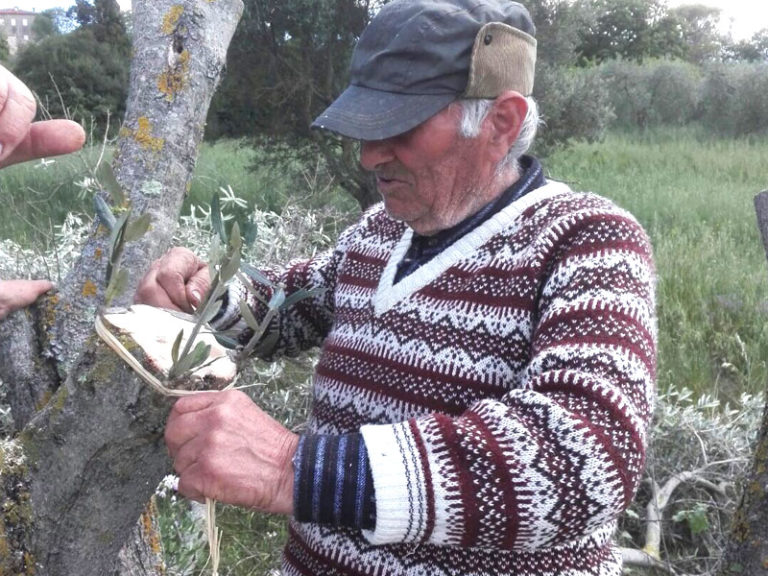 Mestieri scomparsi. Ecco Romolo, l’ultimo innestino della provincia di Siena