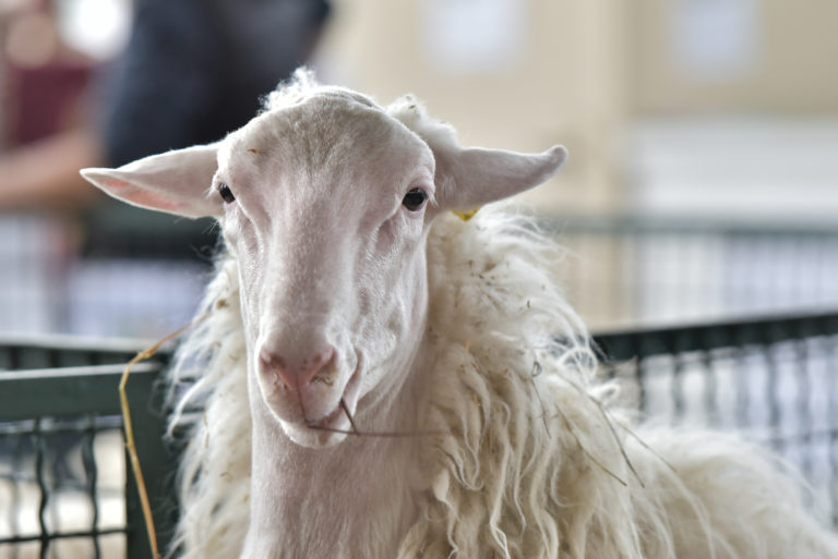 Zootecnia. Assonapa ad Agriumbria con “Ovini di razza Sarda Iscritti al Libro Genealogico” e “Vetrina della Biodiversità delle razze ovine e caprine”