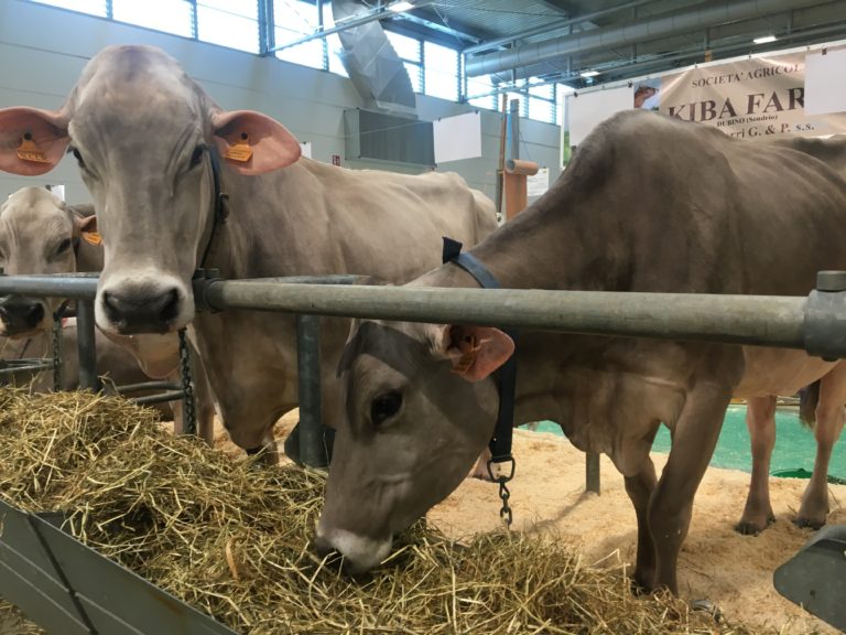 Torna l’Asta delle bovine da latte del Comprensorio del Parmigiano Reggiano