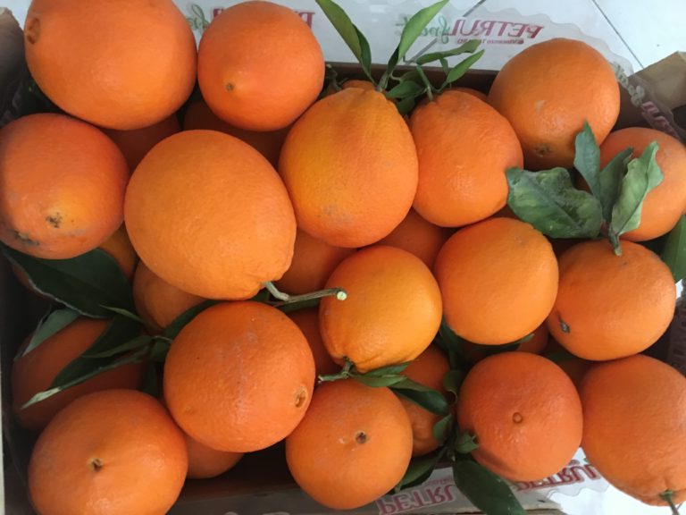 Metapontino, l’anno nero degli agrumi. La denuncia della Cia Matera: 50% clementine rimaste sulle piante