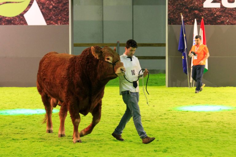 Fieragricola. Il ring zootecnico incorona i bovini d’Europa