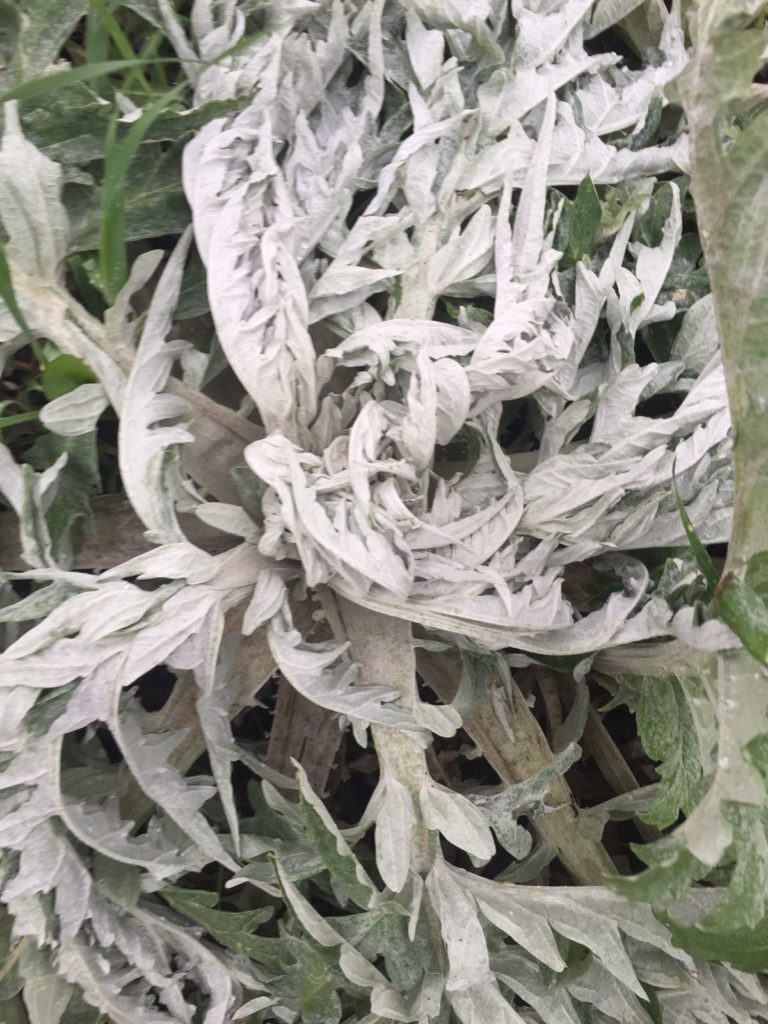 Maltempo. Costa livornese, distrutti 600 ettari di carciofi in Val di Cornia. Cia: chiesto stato di calamità