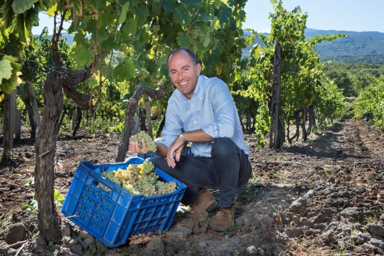 Vendemmia in Sicilia. Bilancio Consorzio: ottima qualità uve Grillo e Nero d’Avola, un traino per tutti i vitigni dell’isola