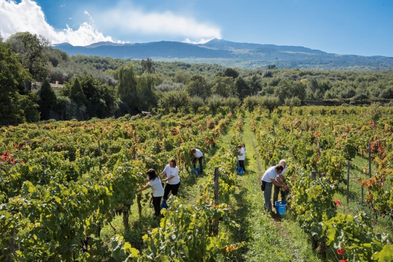 Vino. Etna Doc, l’imbottigliato del primo semestre del 2022 cresce del 30%