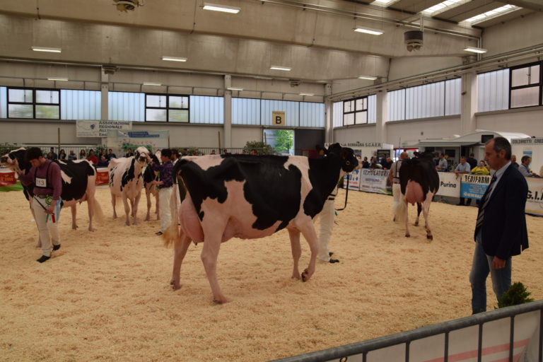 Bovine da Latte. Goldsun Laura incoronata campionessa assoluta