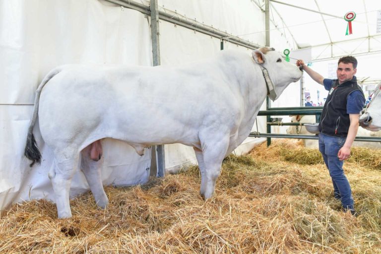 Ecco il toro Chianino più grande d’Italia. Si chiama C’é e pesa 1.640 kg