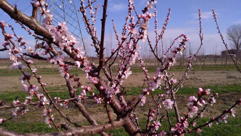 Cultivar resistenti. Pricia, Tsunami e Farbela le albicocche che non sentono freddo e gelo