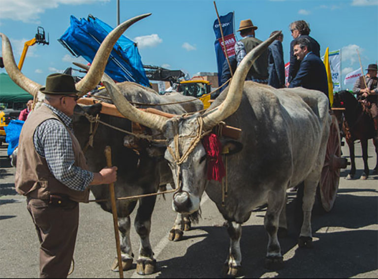 Fiera del Madonnino conto alla rovescia. Dal 21 al 25 aprile a Grosseto la 40esima edizione