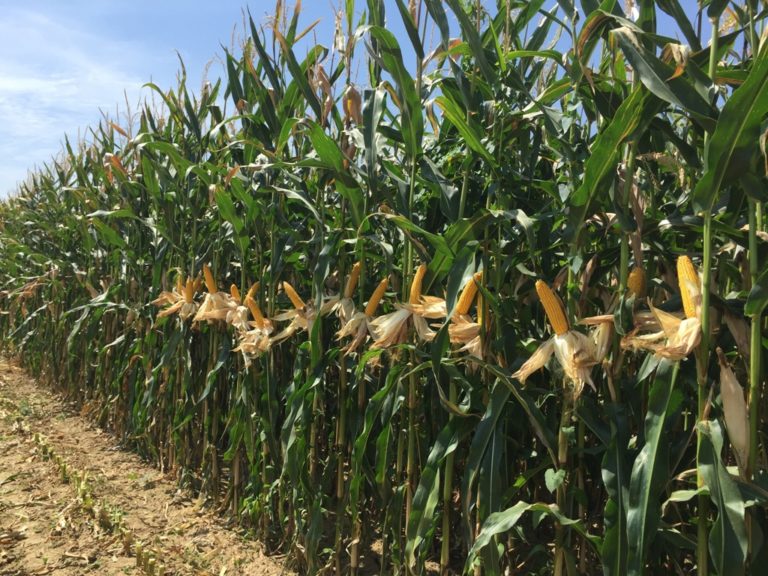 Precision Farming per l’ottimizzazione della produzione di mais insilato. Convegno a Treviglio (Bg) il 28 gennaio