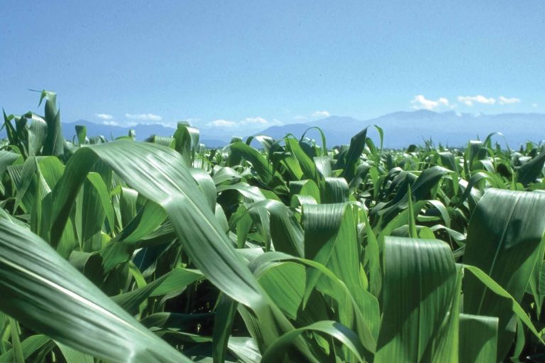 Assosementi. Favorire innovazione vegetale con quadro normativo fondato su scienza