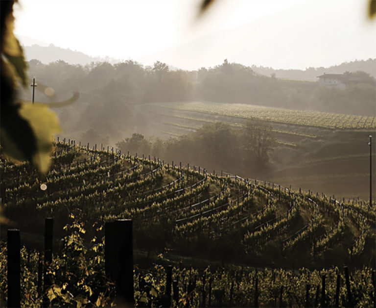 Vino. Pinot Grigio (2,4 mln hl imbottigliati) cresce del 6% nel Triveneto. Doc Venezie traina il trend