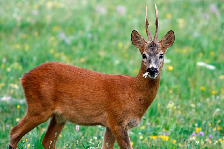 Danni da capriolo, è allarme nelle vigne senesi