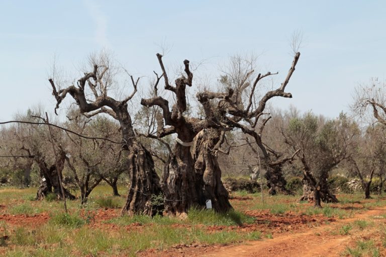 Xylella, condanna Italia da Corte Giustizia Europea. Confagricoltura Puglia: atteggiamento ondivago oltre al danno anche la beffa