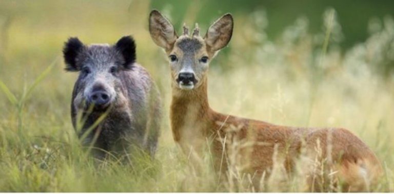 La carne di selvaggina: una scelta etica, salubre e sostenibile. Il 19 luglio in Friuli incontro promosso da Confagricoltura