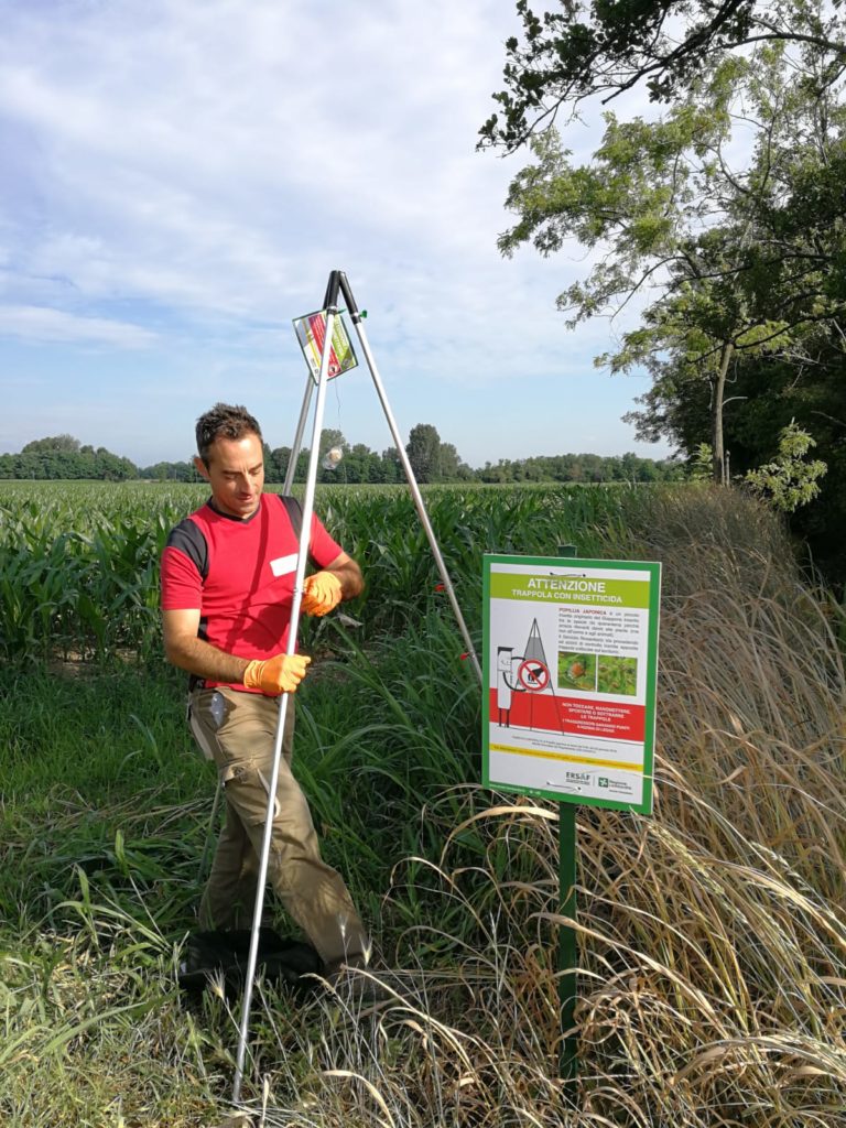 Trinet di Basf contribuisce al contenimento della Popillia japonica sul territorio italiano