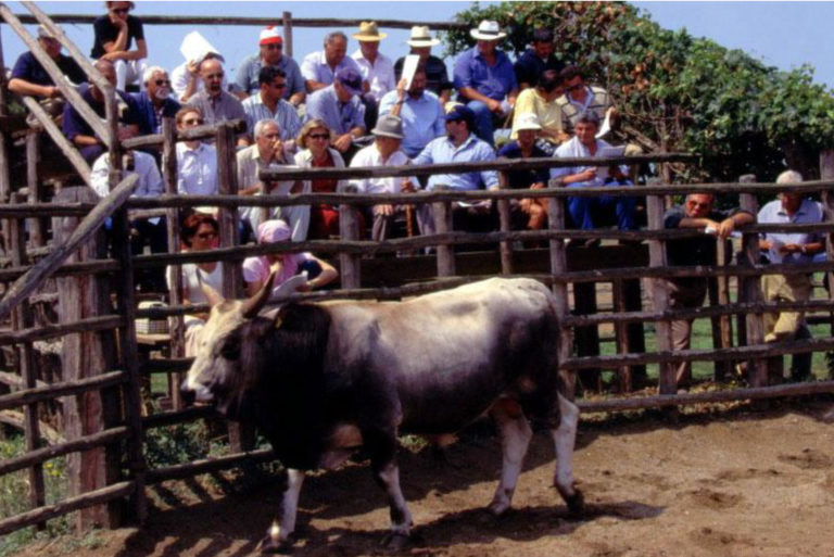 Asta Torelli di razza maremmana. Il 19 luglio ad Alberese (Gr)