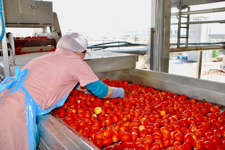 Campagna 2020.  Conserve Italia lavorerà 400.000 ton. di pomodoro, +20% sul 2019