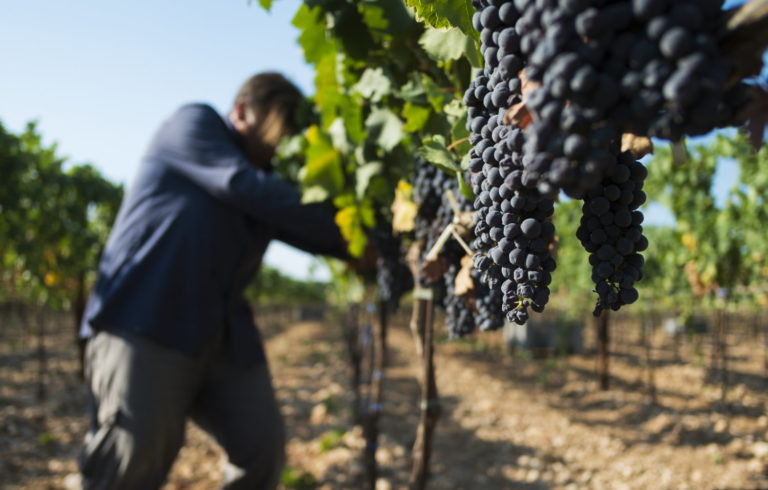 Online il vademecum controlli campagna vendemmiale 2019/2020. Ministro Centinaio: «Ci aspettiamo grandi risultati»