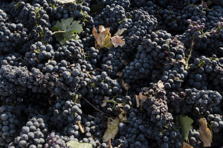 Vendemmia 2019. Meno uve, prezzi stabili: produzione di uva da vino in calo del 6,5%