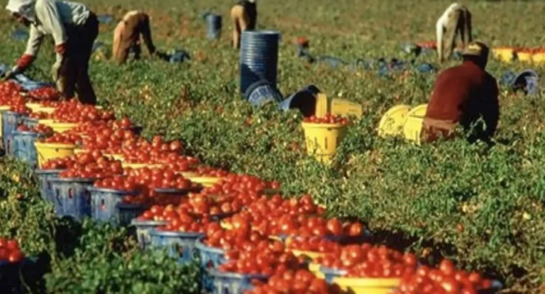 Manca manodopera, ma lavorare in agricoltura è una possibilità preziosa