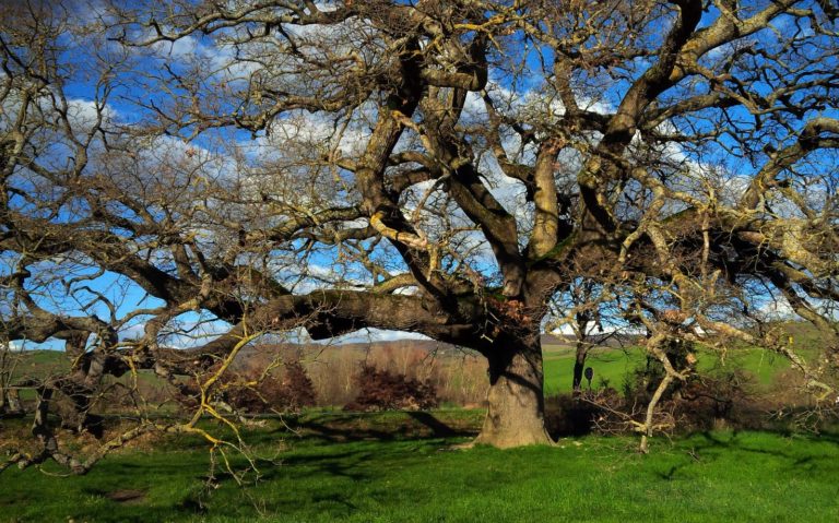 Tutela momumenti verdi, nuovo approccio ecologico al diritto. Convegno a Siena il 5 e 6 ottobre