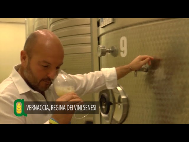 Vernaccia, regina dei vini senesi