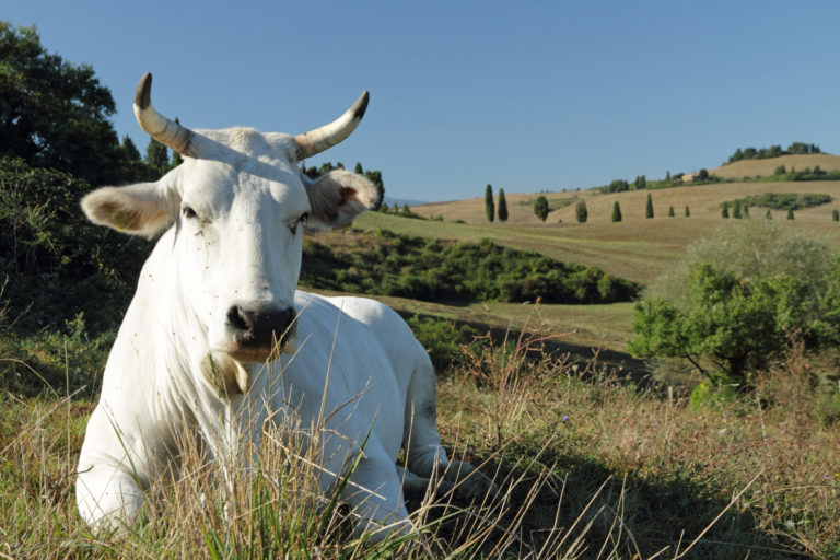 La Chianina non è in crisi: capi e, soprattutto, valore in crescita. Ad Agriumbria il presidente di ANABIC, Luca Panichi (INTERVISTA)