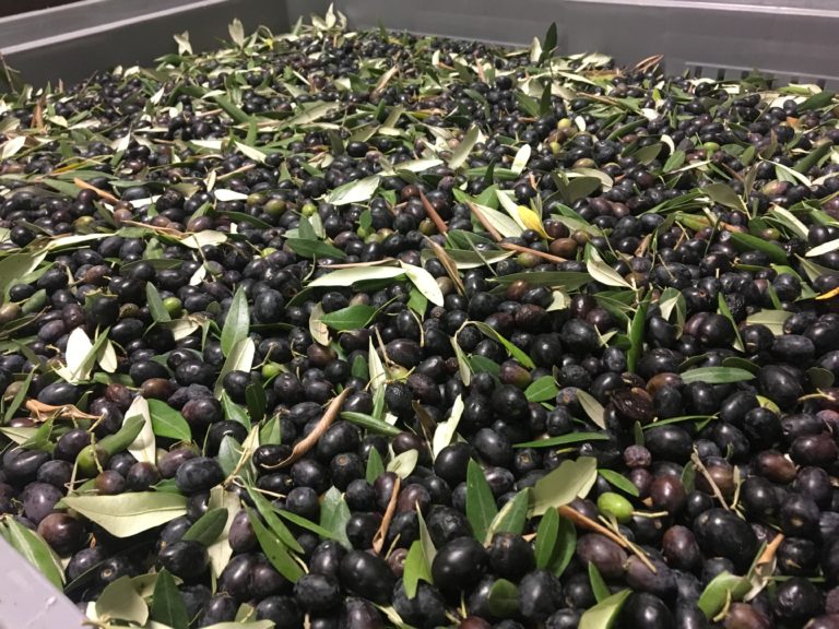 Olio. Cala la produzione e aumentano i furti di olive. Fenomeno in crescita al Sud. Piante colpite con mazze di ferro