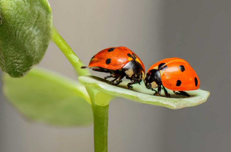 Il biologico italiano verso quota 25% delle aree coltivate. A Bologna il 19 ottobre la Festa del Bio