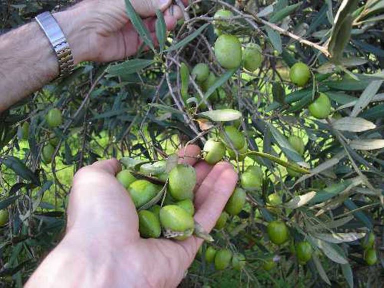 Italia Olivicola, ecco il colosso dell’olio italiano che unisce il 50% dei produttori del Bel Paese