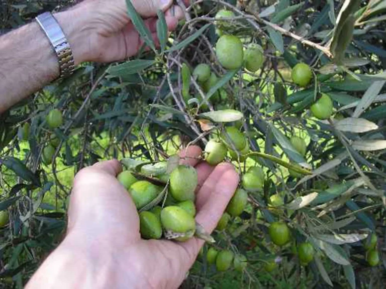 Olivicoltura, Confeuro: Piano straordinario di rilancio per settore in crisi