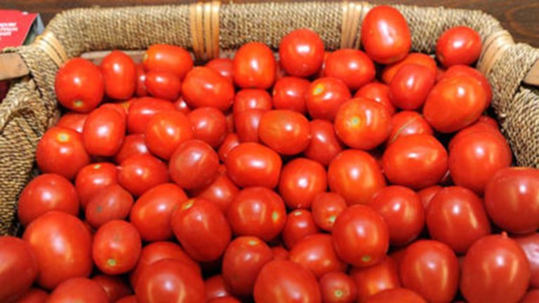 Accordo pomodoro da industria a 87 euro a tonnellata. Delusione Cia Emilia Romagna: partenza in salita