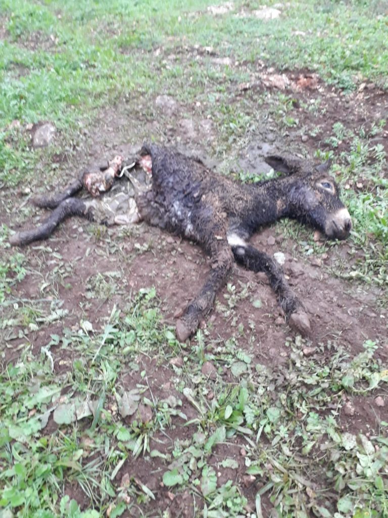 Shock in Puglia. Asini sbranati da lupi in allevamento di Martina Franca