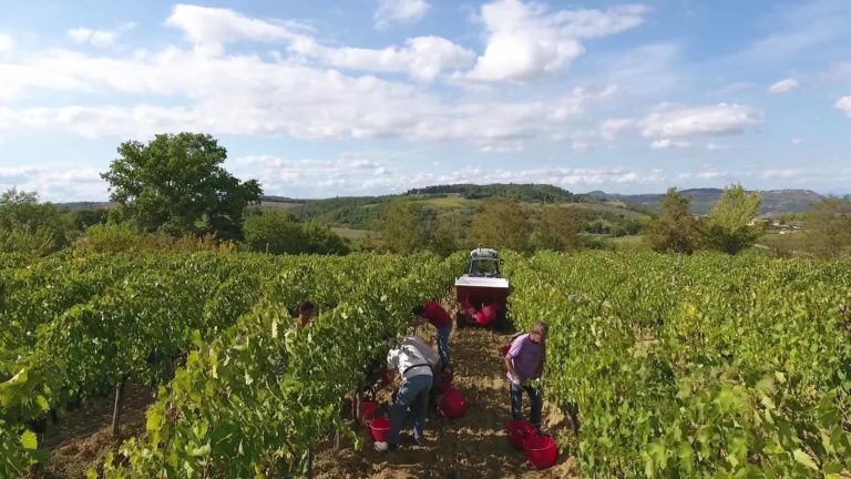 Vecchia Cantina di Montepulciano. Alla scoperta di un sogno di 14 vignaioli nato nel 1937