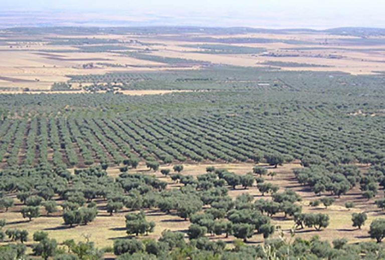 Olio d’oliva, produzione in picchiata in Puglia. Servono misure di sostegno urgenti