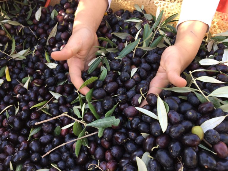 Olio extravergine d’oliva. In Toscana il valore della qualità inizia ad essere riconosciuto